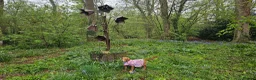 Cocker Spaniel dogs for sale: Casper the friendly dog - Advert 13