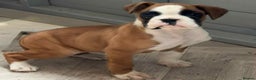 Boxer dogs for sale: Female boxer puppy - Advert 3