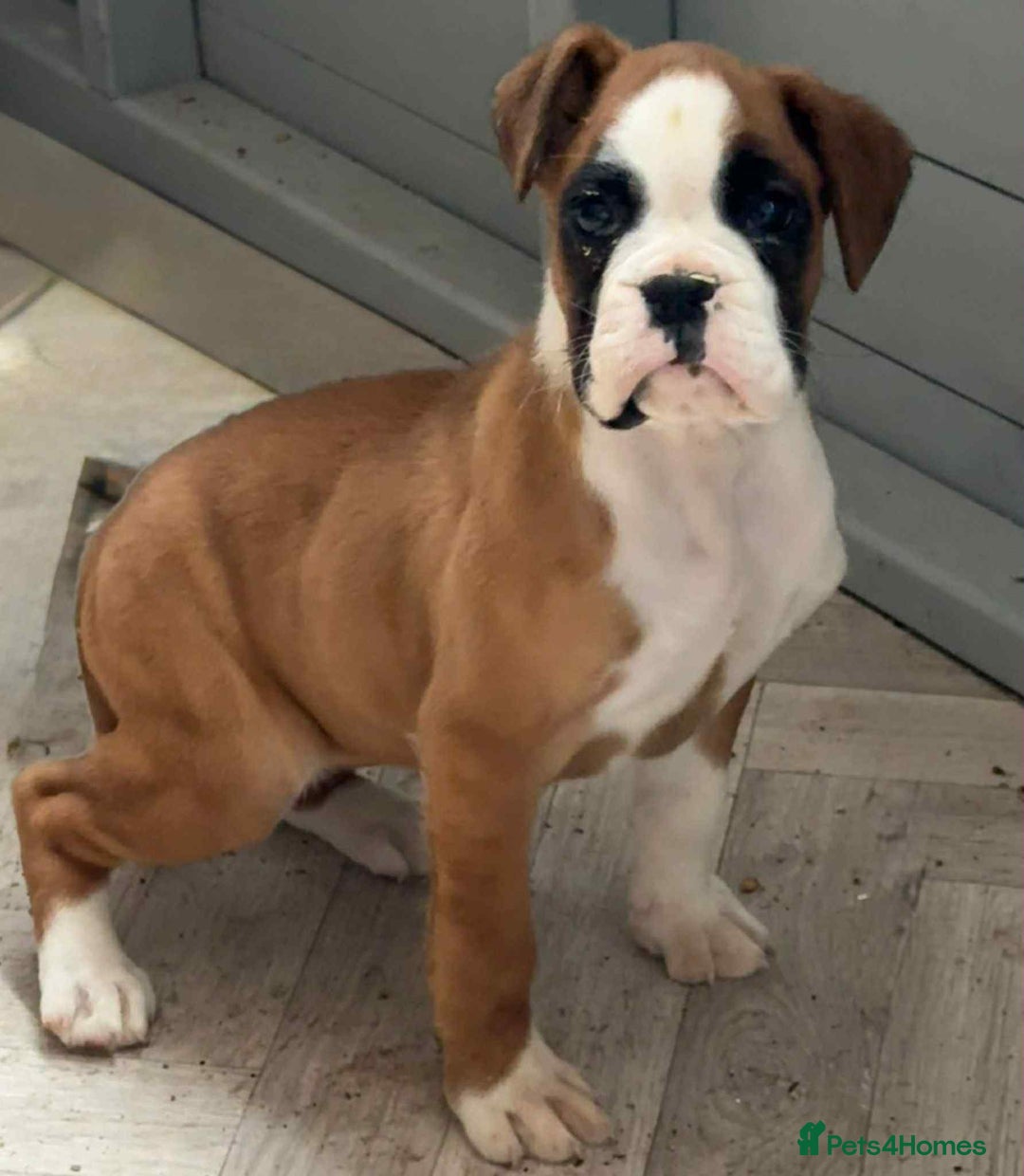 Boxer dogs for sale: Female boxer puppy - Advert 3