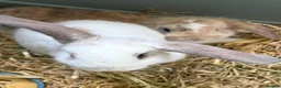 Mini Lop rabbits for sale: Baby mini lop rabbits in Liversedge - Advert 8