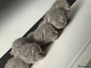 Brazilian Shorthair cats Full British short hair kittens - Advert 1