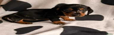 Dachshund Puppy 8