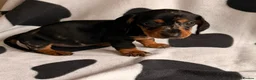 Dachshund dogs for sale: Dachshund puppies for sale  - Advert 2