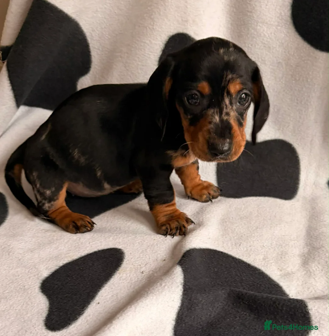Dachshund dogs for sale: Dachshund puppies for sale  - Advert 2