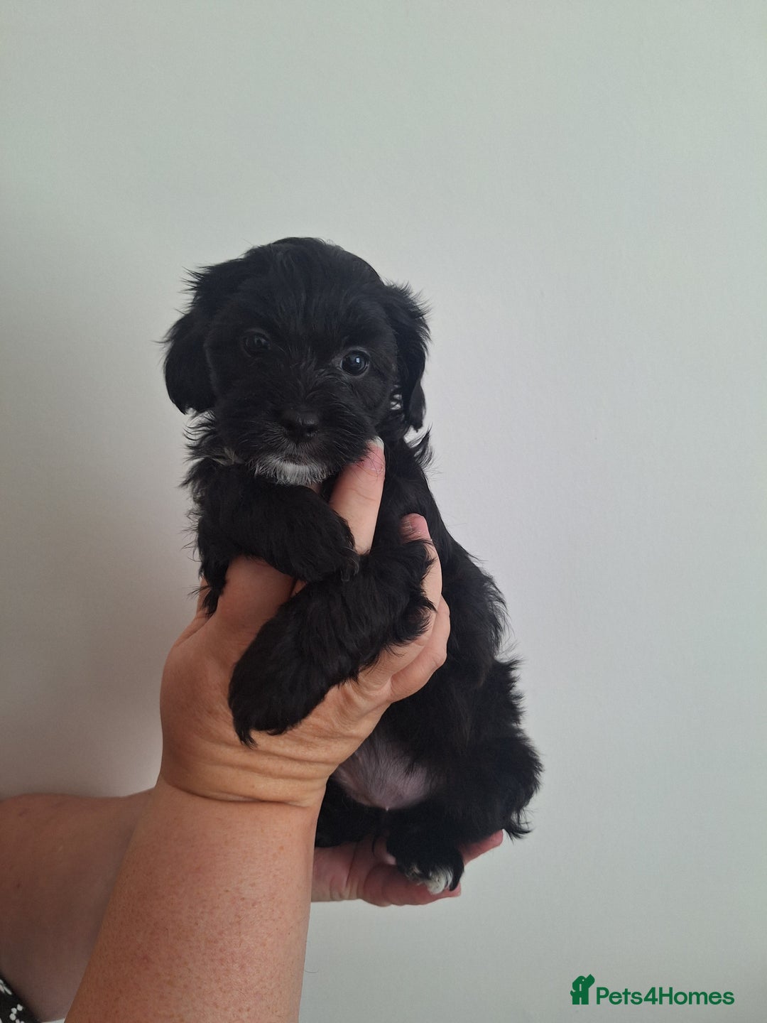 Shihpoo dogs for sale: Shihpoo puppies for sale - Image 9