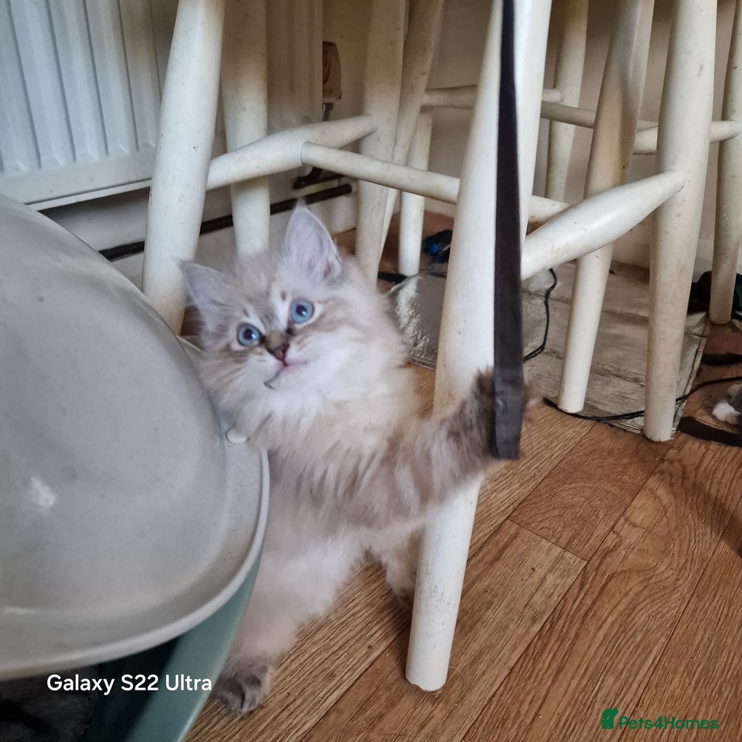 Ragdoll cats for sale: beautiful Ragdool ready for new parents - Image 1
