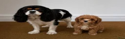 Cavachon dogs for sale: Gorgeous cavachon puppies  - Advert 9
