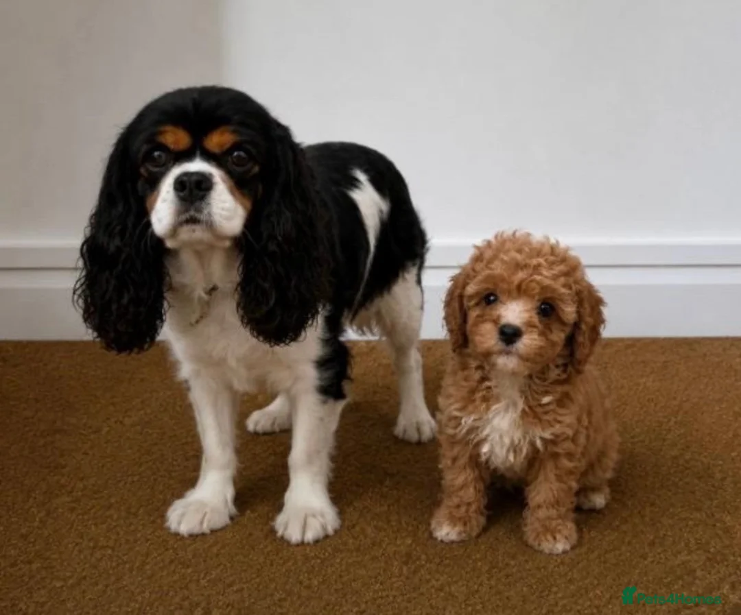 Cavachon dogs for sale: Gorgeous cavachon puppies  - Advert 9