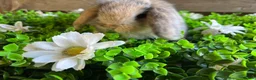 Mini Lop rabbits for sale: Gorgeous pure Mini lops  - Advert 6