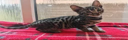 Mixed Breed cats for sale: Best Friends in Training! Bengal x sphynx  - Advert 5