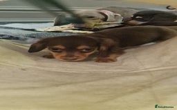Miniature Dachshund dogs for sale: Miniature Dachshund puppies Longhaired & Smooth  - Image 21