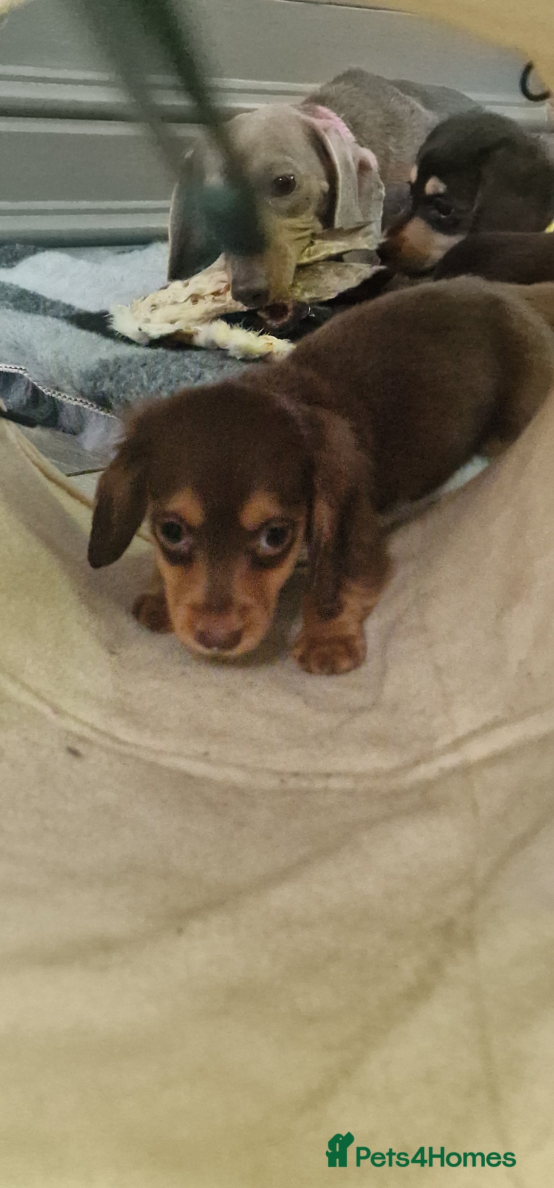 Miniature Dachshund dogs for sale: Miniature Dachshund puppies Longhaired & Smooth  - Image 21