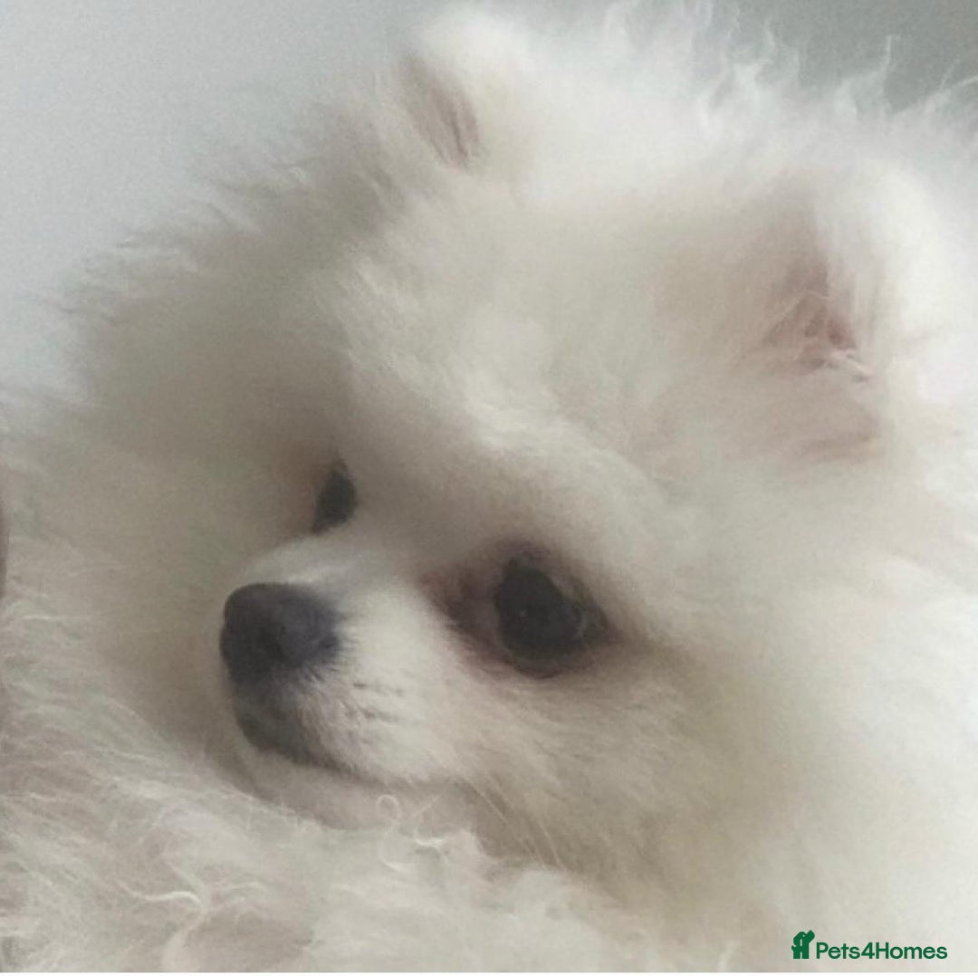 Pomeranian dogs for stud: KC PURE WHITE RUSSIAN POM  - Advert 2
