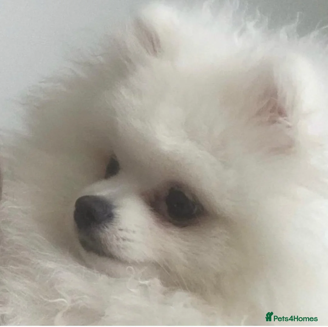 Pomeranian dogs for stud: KC PURE WHITE RUSSIAN POM  - Advert 2