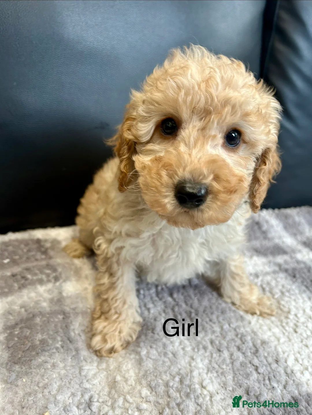 Toy Poodle dogs for sale: Stunning toy poodle puppies ready  - Advert 2