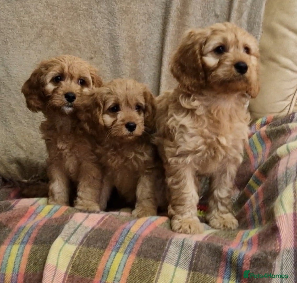 Cavapoo dogs Cavapoo Bundles of Joy 🥰 - Advert 7