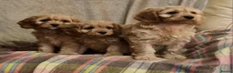 Cavapoo dogs for sale: Cavapoo Bundles of Joy 🥰 - Advert 22