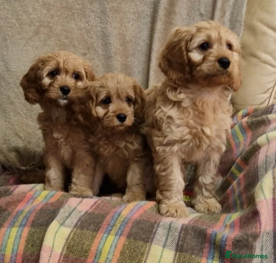 Cavapoo dogs for sale: Cavapoo Bundles of Joy 🥰 - Advert 22