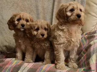 Cavapoo dogs Cavapoo Bundles of Joy 🥰 - Advert 7