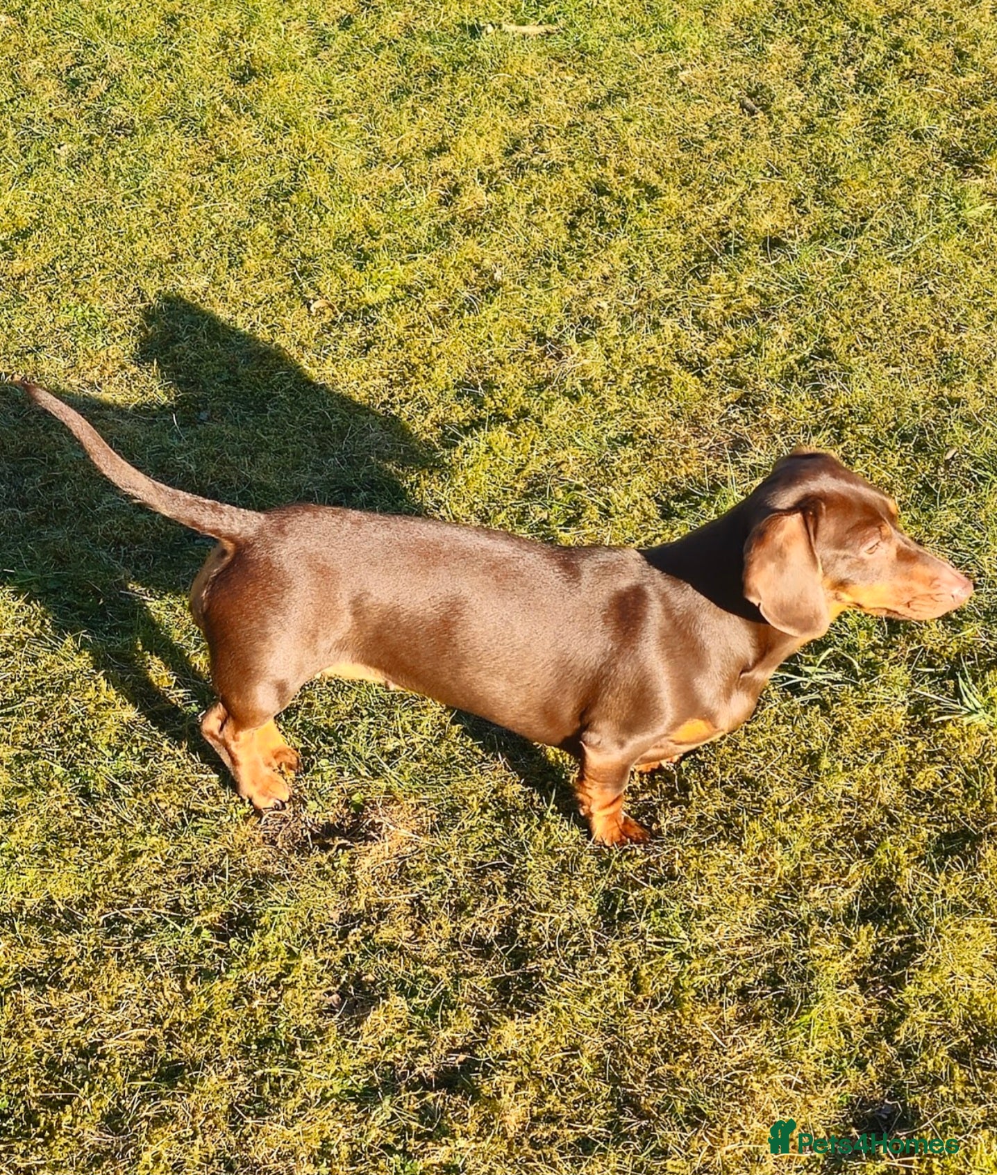 Miniature Dachshund dogs Mother and son to be homed as a PAIR only - Advert 1