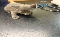 British Shorthair cats for sale: Pedigree BSH Last Female kitten ready to go!! - Image 19