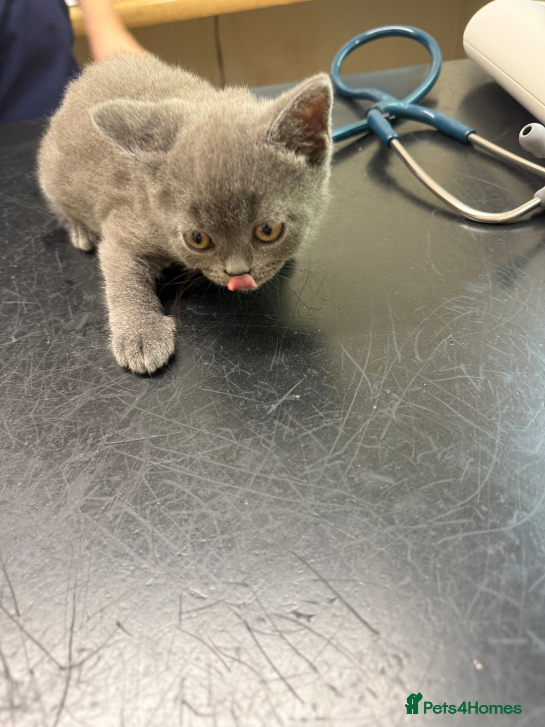 British Shorthair cats for sale: Pedigree BSH Last Female kitten ready to go!! - Image 19