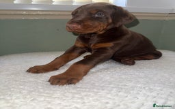Dobermann dogs for sale: European Bred Dobermans Health-Tested Brown/Tan!! - Image 4