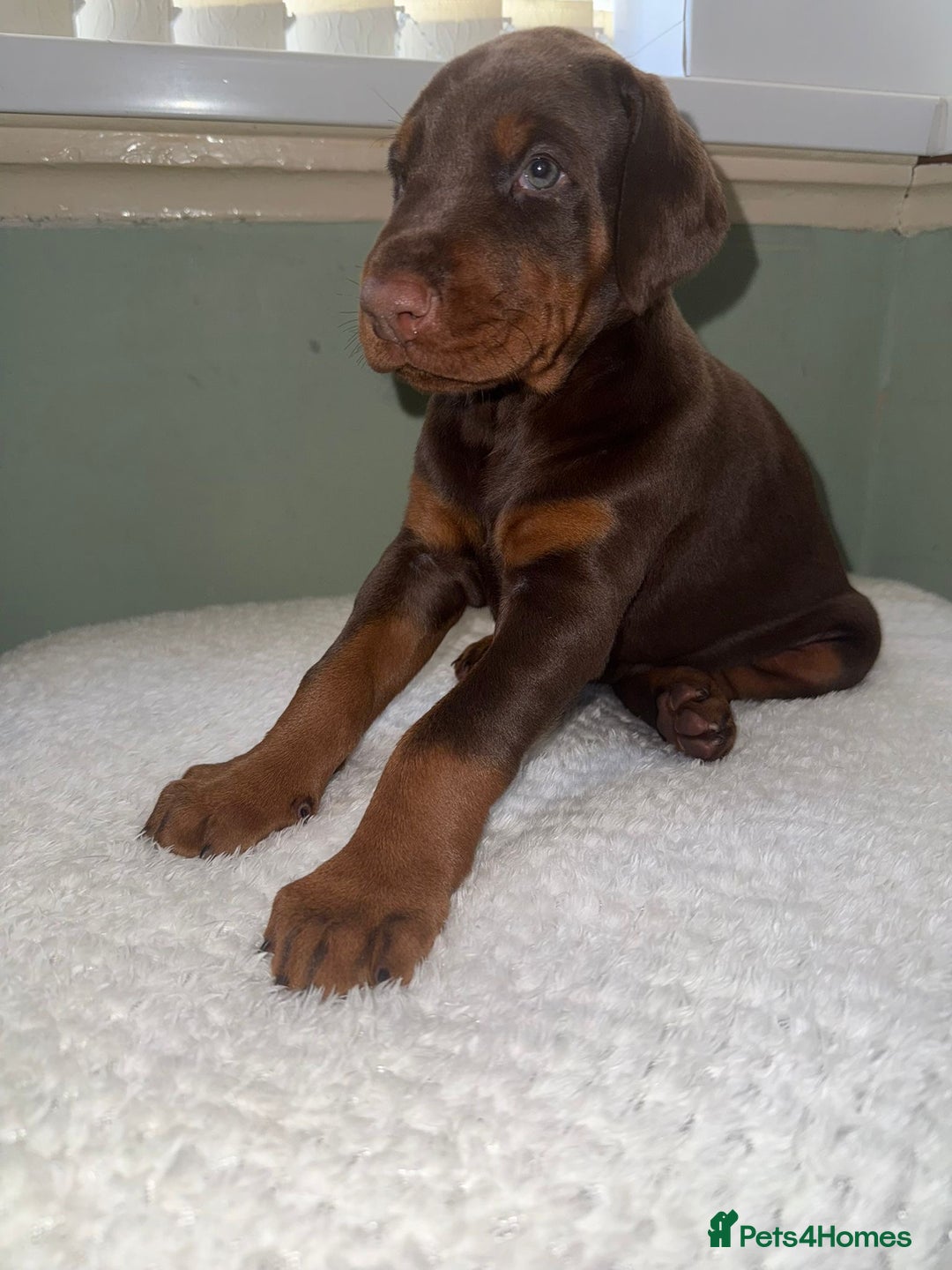 Dobermann dogs for sale: European Bred Dobermans Health-Tested Brown/Tan!! - Image 4