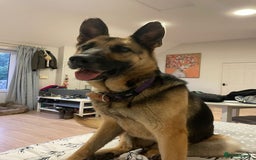 Mixed Breed dogs for adoption: Our Lovely Lucia in Witney - Image 14