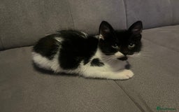 British Shorthair cats for sale: Black and white kittens! - Image 8