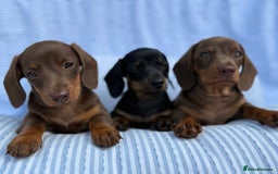 Miniature Dachshund dogs for sale: Kc Registered miniature dachshund  - Image 2