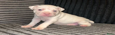 American Bulldog Puppy 3