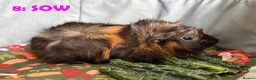 Guinea Pig rodents for sale: Various Guinea Pigs - Ready Now - Advert 15