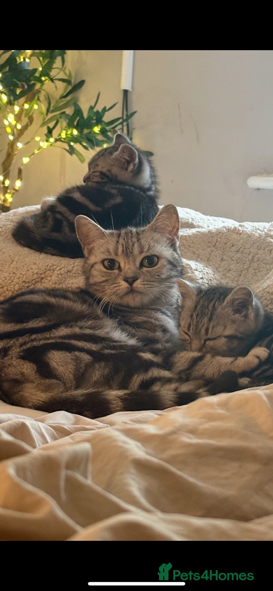 British Shorthair cats BSH cross - Advert 5