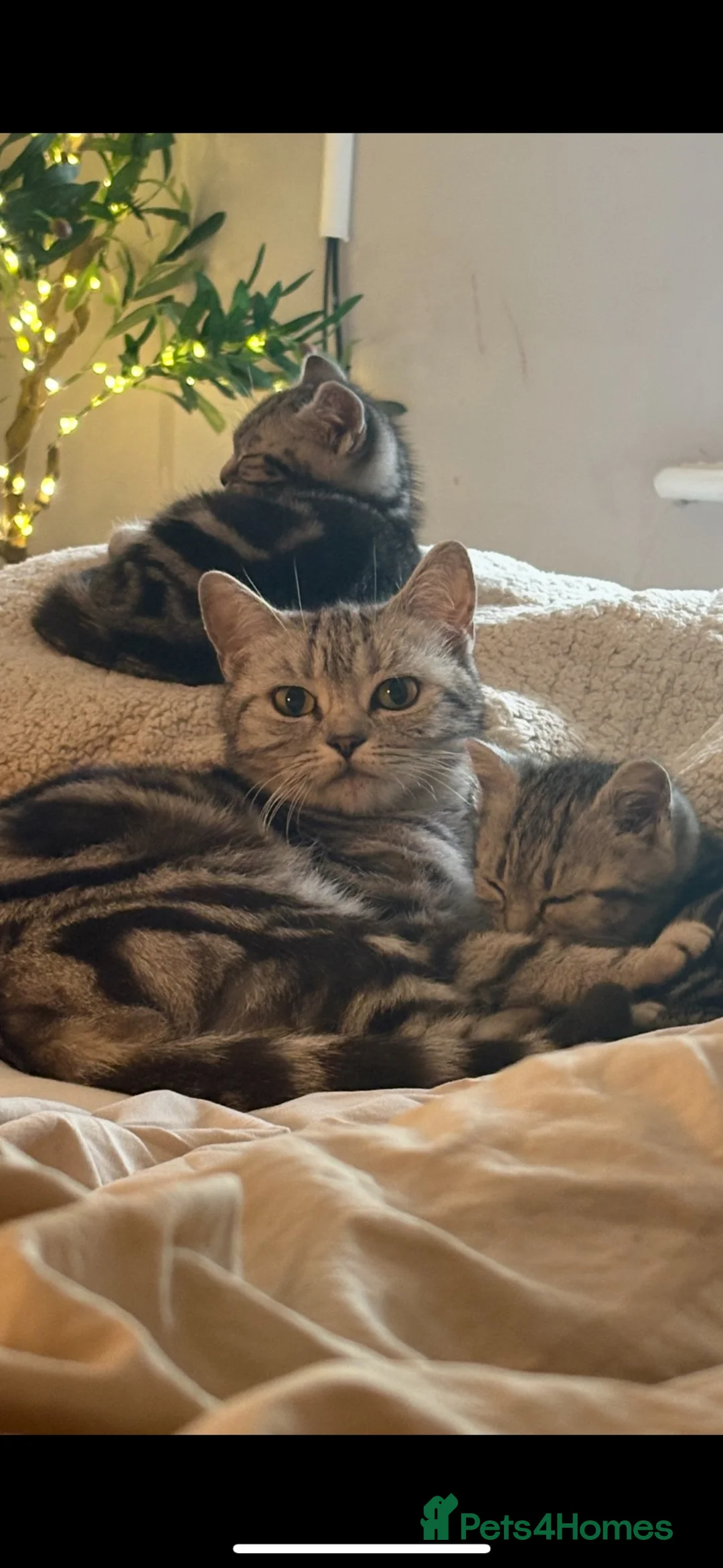 British Shorthair cats for sale: BSH cross - Advert 1