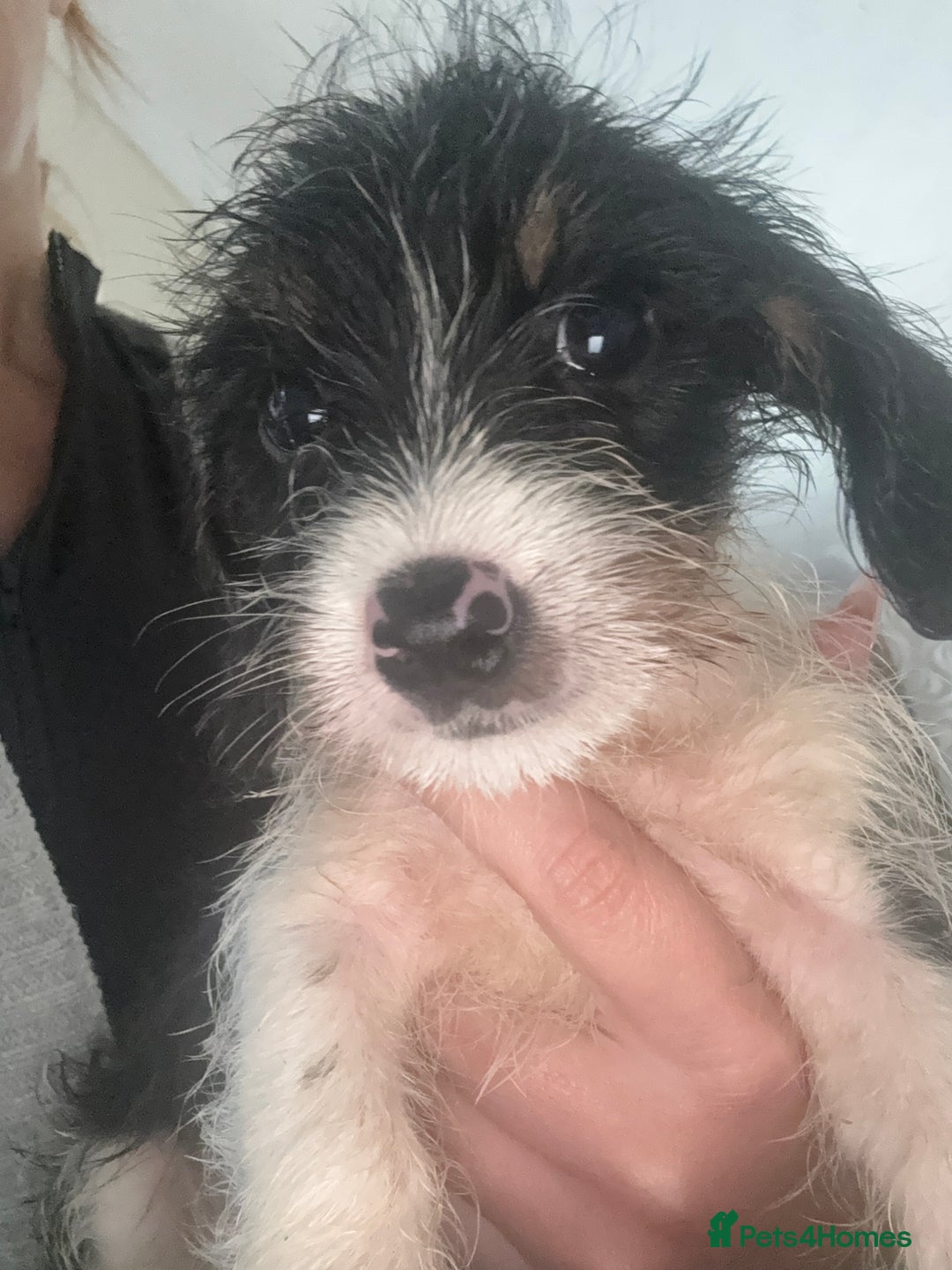 Dachshund dogs for sale: 5 dachshund x cavachon pups for sale  - Image 20