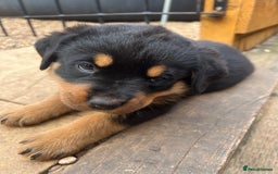 Rottweiler dogs for sale: Rottweiler babies  - Image 5