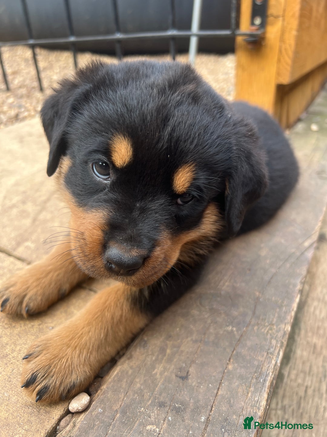 Rottweiler dogs for sale: Rottweiler babies  - Image 5