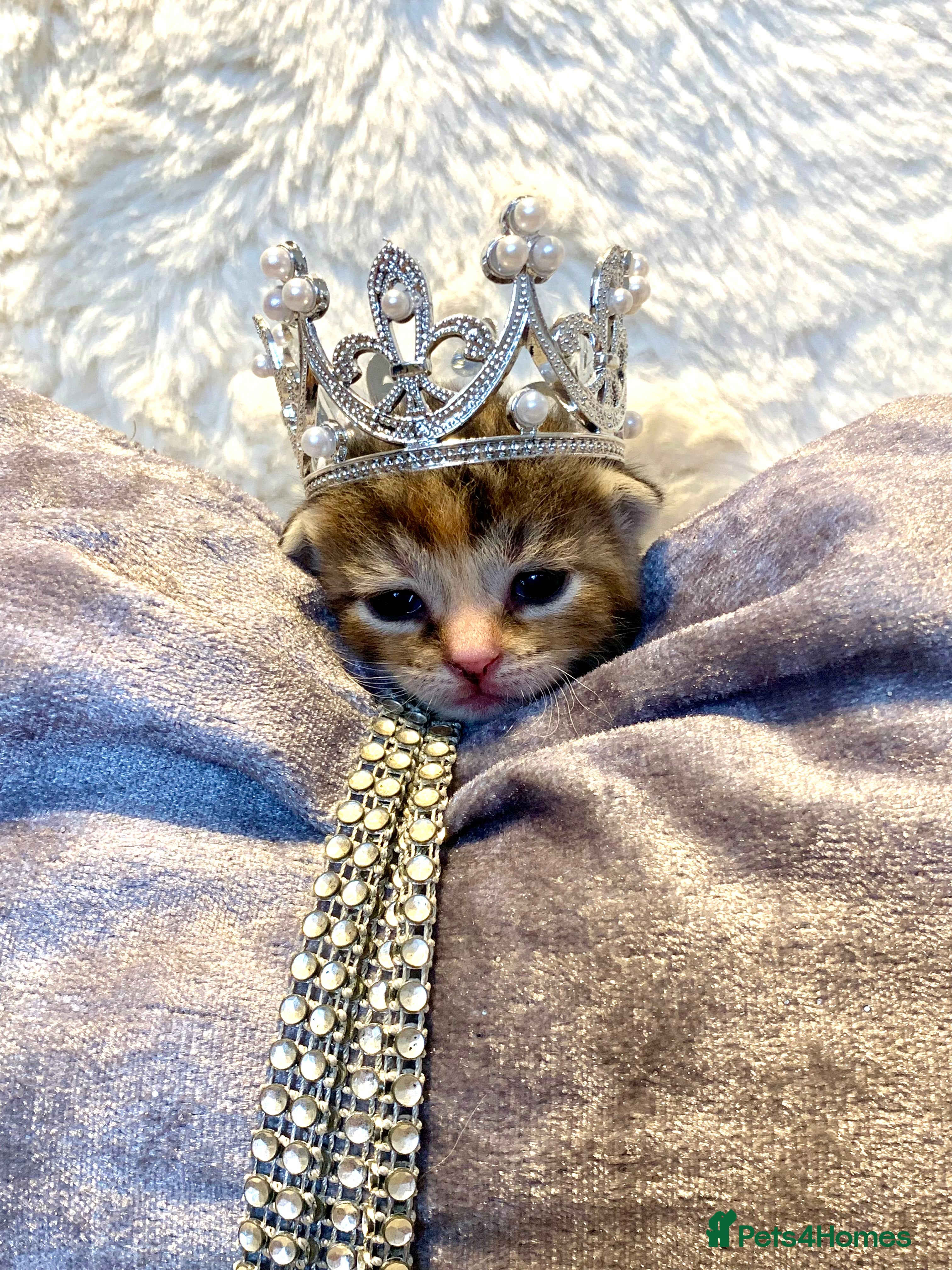 Bengal cats Bengal & bsh female kitten ready to leave 2nd nov - Advert 12