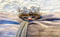 Bengal cats for sale: Bengal & bsh female kitten ready to leave 2nd nov - Image 1