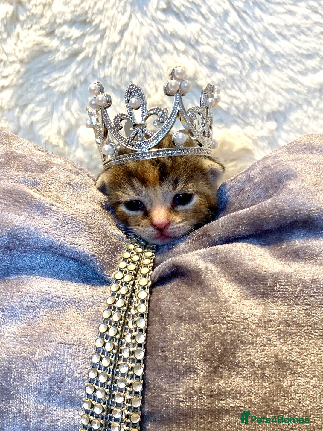 Bengal cats for sale: Bengal & bsh female kitten ready to leave 2nd nov - Image 1