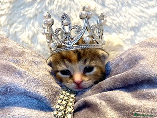 Bengal cats - Advert 1