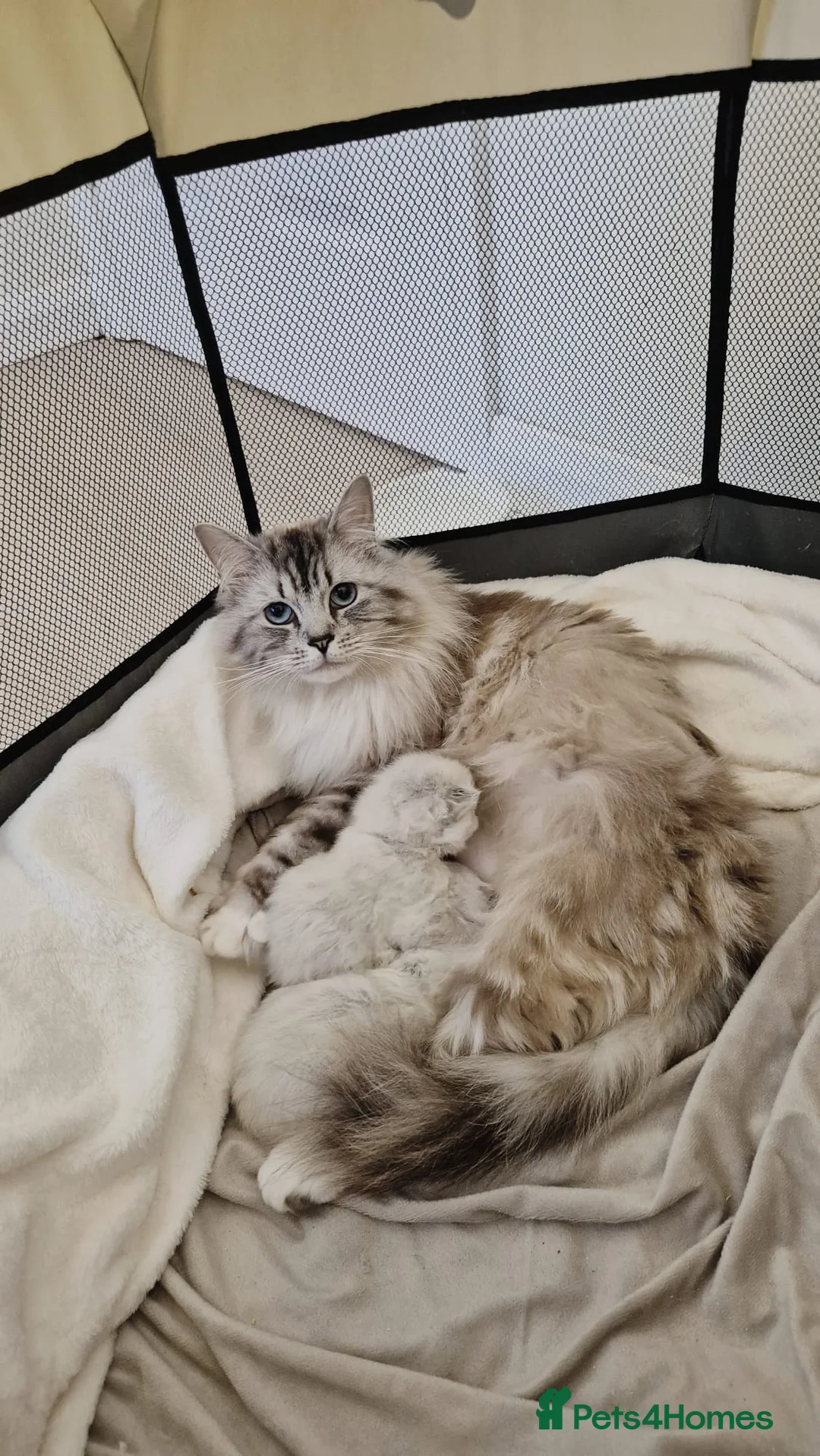 Ragdoll cats for sale: Purebred Ragdoll Kittens - final litter - Advert 2