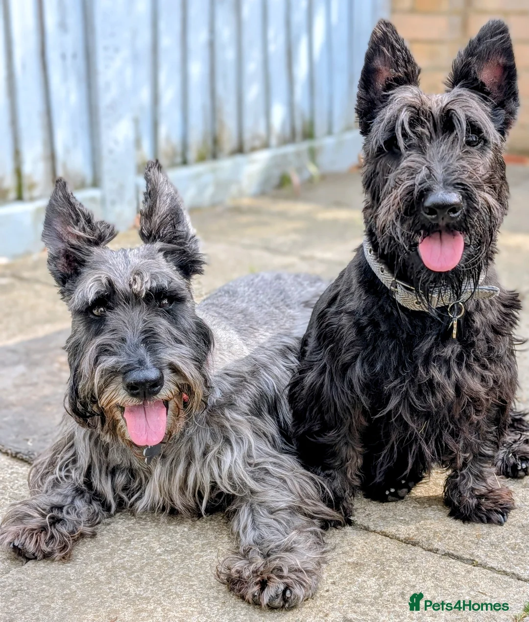 Scottish Terrier dogs for stud: KC Registered Scottish Terrier Available for Stud. - Advert 5