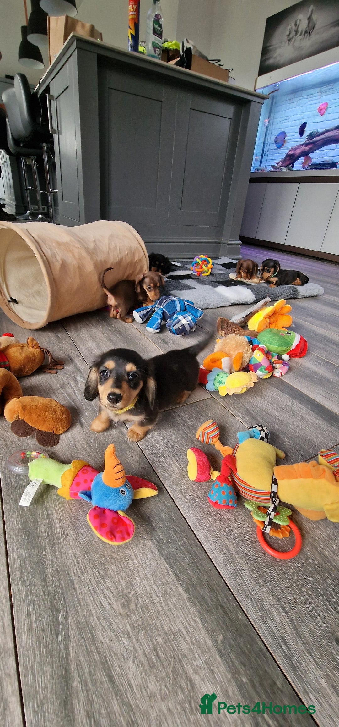 Miniature Dachshund dogs for sale: Miniature Dachshund puppies Longhaired & Smooth  - Image 13