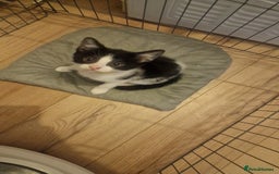 Mixed Breed cats for sale: 1 black and white kitten  - Image 4
