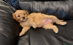 Cavapoo dogs for sale: Extensive DNA & Heart tested quality Cavapoo pups - Image 12