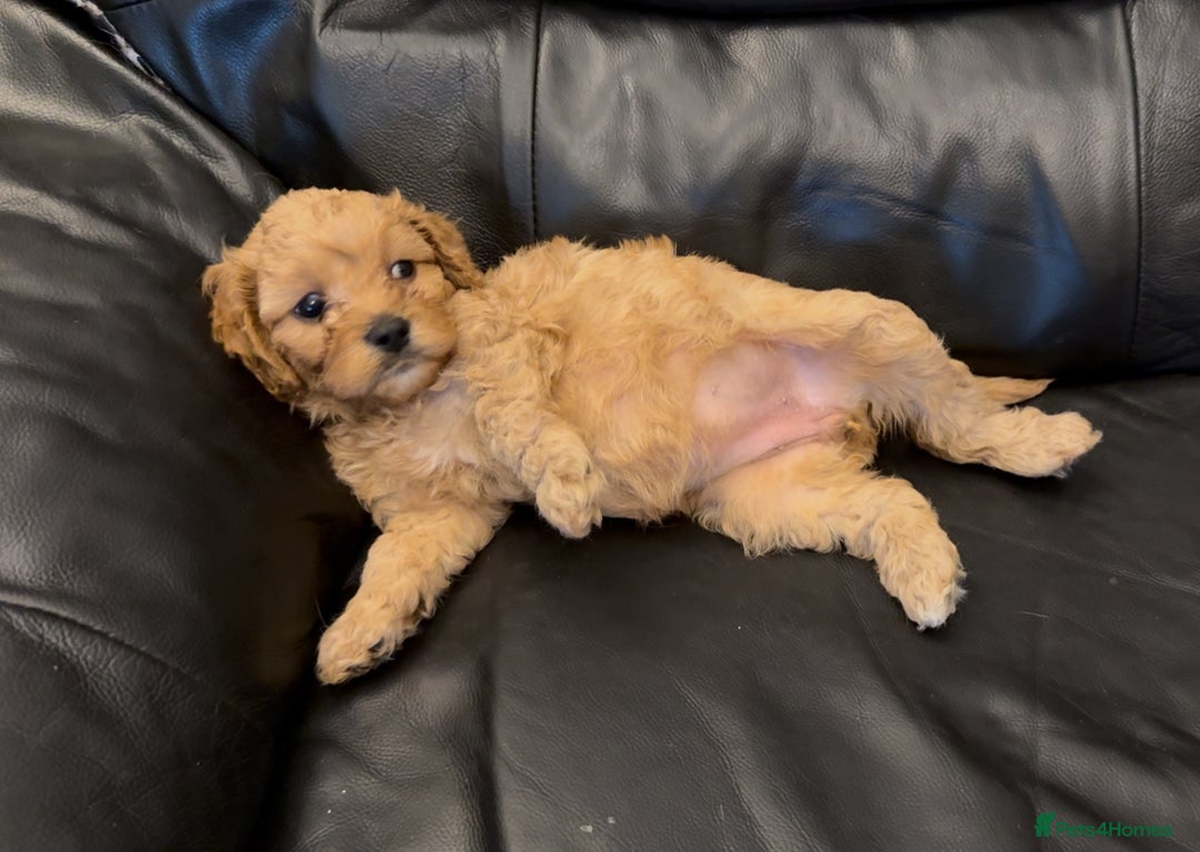 Cavapoo dogs for sale: Extensive DNA & Heart tested quality Cavapoo pups - Image 12