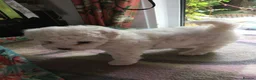 Bichon Frise dogs for stud:  KC REG BICHON FRISE STUD  - Advert 5