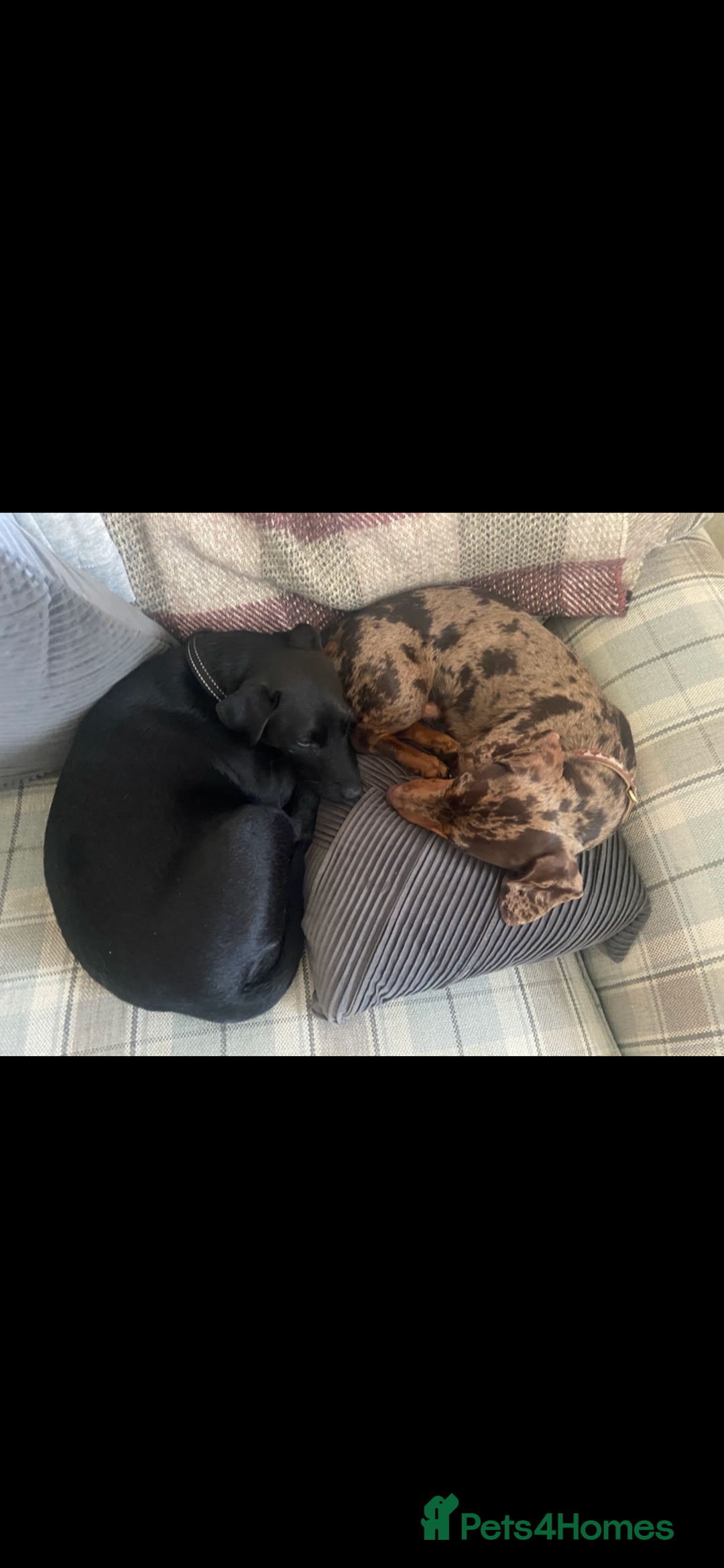 Mixed Breed dogs for sale: Dachshund cross Patterdale - Image 14